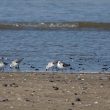 Bécasseaux sanderlings